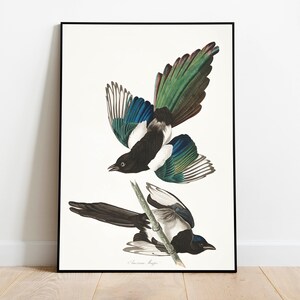 Impresiones de arte de aves vintage / Póster de aves / Impresión enmarcada / Arte de aves / Lienzo de arte / Arte de pared de aves / Decoración de aves para pared / Arte moderno / Impresiones de arte de aves