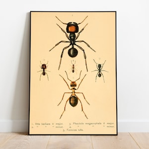 Ants Poster Print| Vintage Science Print| Animal Prints| Wall Prints| Canvas Art| Vintage Wall Art| Wall Poster| Framed Art Prints