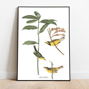 Stampe d'arte di uccelli vintage/Poster di uccelli/Stampa incorniciata/Arte di uccelli/Tela d'arte/Arte da parete di uccelli/Decorazione di uccelli per parete/Arte moderna/Stampe d'arte di uccelli
