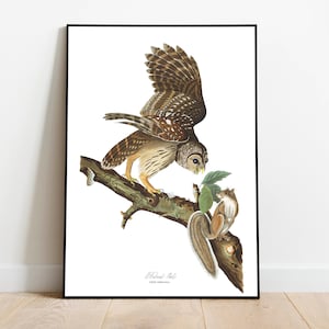 Stampe d'arte di uccelli vintage/Poster di uccelli/Stampa incorniciata/Arte di uccelli/Poster di gufi/Arte da parete di uccelli/Decorazione di uccelli per parete/Arte moderna/Stampe d'arte di uccelli