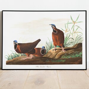 Stampe d'arte di uccelli vintage/Poster di uccelli/Stampa incorniciata/Arte di uccelli/Poster di piccioni/Arte da parete di uccelli/Decorazione di uccelli per parete/Arte moderna/Stampe d'arte di uccelli