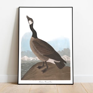Impresiones de arte de aves vintage / Póster de aves / Impresión enmarcada / Arte de aves / Ganso percebe / Arte de pared de aves / Decoración de aves para pared / Arte moderno / Impresión de arte de aves