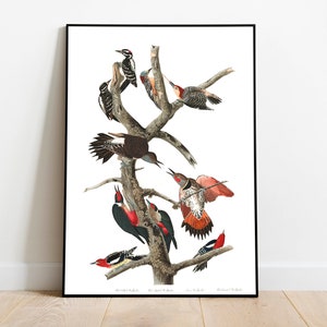 Impresiones de arte de aves vintage / Póster de aves / Impresión enmarcada / Arte de aves / Pájaro carpintero / Arte de pared de aves / Decoración de aves para pared / Arte moderno / Impresiones de arte de aves
