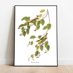 Stampe d'arte di uccelli vintage/Poster di uccelli/Stampa incorniciata/Arte di uccelli/Tela d'arte/Arte da parete di uccelli/Decorazione di uccelli per parete/Arte moderna/Stampe d'arte di uccelli
