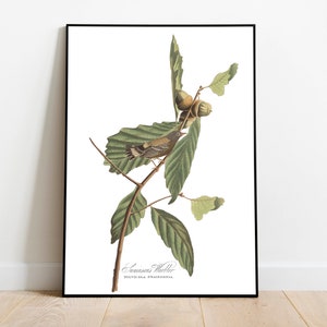Impresiones de arte de aves vintage / Póster de aves / Impresión enmarcada / Arte de aves / Lienzo de arte / Arte de pared de aves / Decoración de aves para pared / Arte moderno / Impresiones de arte de aves