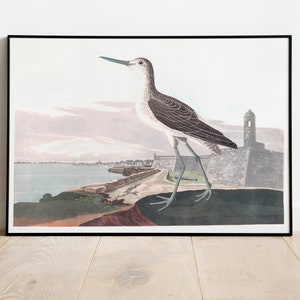 Impresiones de arte de aves vintage / Póster de aves / Impresión enmarcada / Arte de aves / Lienzo de arte / Arte de pared de aves / Decoración de aves para pared / Arte moderno / Impresiones de arte de aves