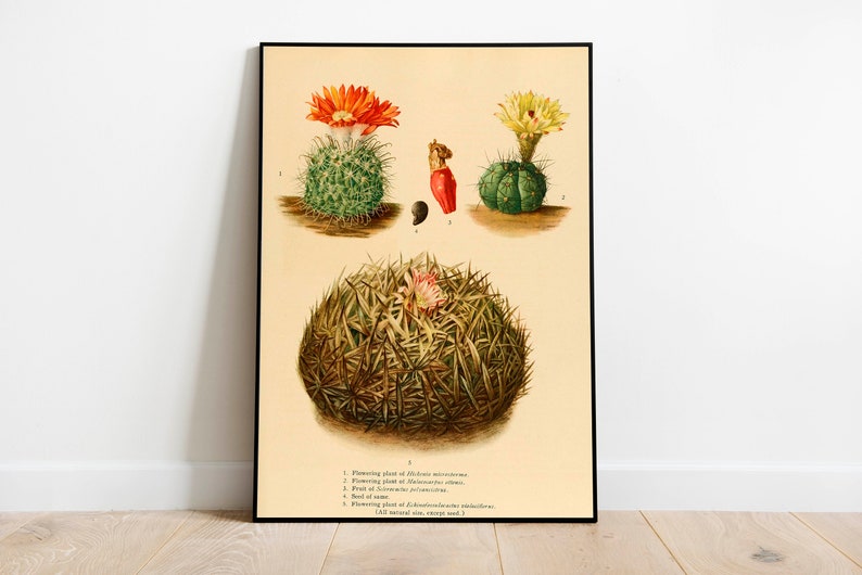 Cactus Wall Print Poster Vintage Flower Art Art Canvas Framed Art Prints Botanical Wall Art Kitchen Wall Art Wall Poster