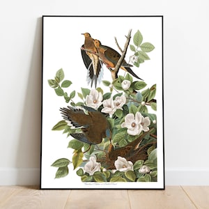 Impresión de arte de aves vintage / Póster de aves / Impresión enmarcada / Arte de aves / Paloma de Carolina / Arte de pared de aves / Decoración de aves para pared / Arte moderno / Impresión de arte de aves