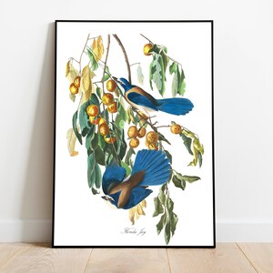 Stampe d'arte di uccelli vintage/Poster di uccelli/Stampa incorniciata/Arte di uccelli/Florida Jay/Arte da parete di uccelli/Decorazione di uccelli per parete/Arte moderna/Stampe d'arte di uccelli