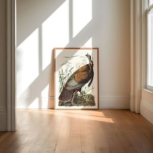 Impresiones de arte de aves vintage / Póster de aves / Impresión enmarcada / Arte de aves / Pavo salvaje / Arte de pared de aves / Decoración de aves para pared / Arte moderno / Impresiones de arte de aves