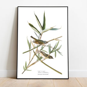 Stampe d'arte di uccelli vintage/Poster di uccelli/Stampa incorniciata/Arte di uccelli/Tela d'arte/Arte da parete di uccelli/Decorazione di uccelli per parete/Arte moderna/Stampe d'arte di uccelli