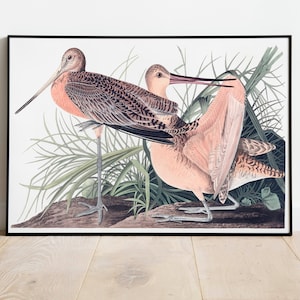 Impresiones de arte de aves vintage / Póster de aves / Impresión enmarcada / Arte de aves / Lienzo de arte / Arte de pared de aves / Decoración de aves para pared / Arte moderno / Impresiones de arte de aves
