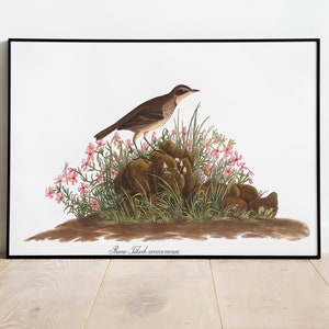 Stampe d'arte di uccelli vintage/Poster di uccelli/Stampa incorniciata/Arte di uccelli/Arte di uccelli/Arte da parete di uccelli/Decorazione di uccelli per parete/Arte moderna/Stampe d'arte di uccelli