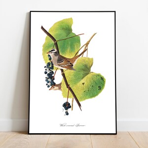 Stampe d'arte di uccelli vintage/Poster di uccelli/Stampa incorniciata/Arte di uccelli/Tela d'arte/Arte da parete di uccelli/Decorazione di uccelli per parete/Arte moderna/Stampe d'arte di uccelli