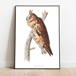 Vintage Bird Art Prints| Bird Poster| Framed Print| Bird Art| Owl Art| Bird Wall Art| Bird Decor for Wall| Modern Art| Bird Art Prints