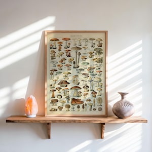 Vintage Mushroom Chart Poster: Botanical Fungi Art Print
