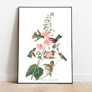 Impresiones de arte de aves vintage / Póster de aves / Impresión enmarcada / Arte de aves / Lienzo de arte / Arte de pared de aves / Decoración de aves para pared / Arte moderno / Impresiones de arte de aves