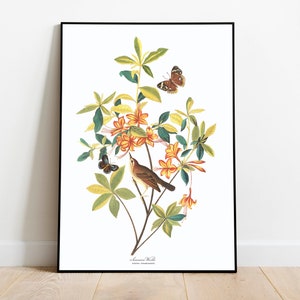 Stampe d'arte di uccelli vintage/Poster di uccelli/Stampa incorniciata/Arte di uccelli/Tela d'arte/Arte da parete di uccelli/Decorazione di uccelli per parete/Arte moderna/Stampe d'arte di uccelli