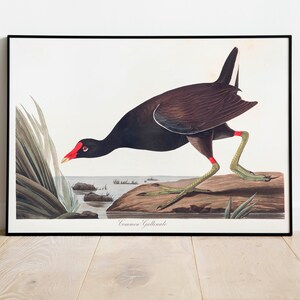 Impresiones de arte de aves vintage / Póster de aves / Impresión enmarcada / Arte de aves / Lienzo de arte / Arte de pared de aves / Decoración de aves para pared / Arte moderno / Impresiones de arte de aves