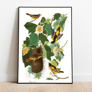 Stampe d'arte di uccelli vintage/Poster di uccelli/Stampa incorniciata/Arte di uccelli/Baltimore Oriole/Arte da parete di uccelli/Decorazione di uccelli per parete/Stampe d'arte di uccelli