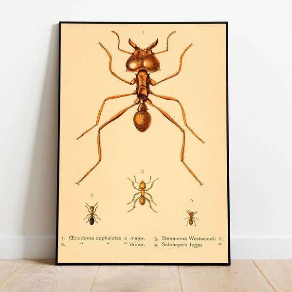 Ants Poster Print| Vintage Science Print| Animal Prints| Wall Prints| Canvas Art| Vintage Wall Art| Wall Poster| Framed Art Prints