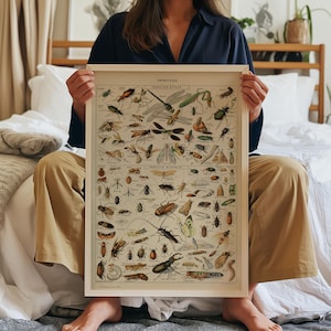 Vintage Insect Chart Print: Entomology Science Poster