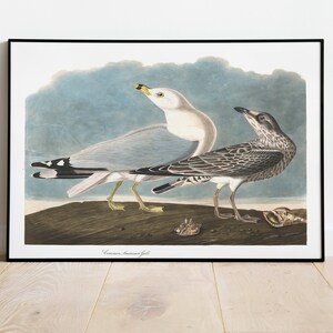 Stampe d'arte di uccelli vintage/Poster di uccelli/Stampa incorniciata/Arte di uccelli/Tela d'arte/Arte da parete di uccelli/Decorazione di uccelli per parete/Arte moderna/Stampe d'arte di uccelli