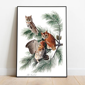 Stampe d'arte di uccelli vintage/Poster di uccelli/Stampa incorniciata/Arte di uccelli/Poster di gufi/Arte da parete di uccelli/Decorazione di uccelli per parete/Arte moderna/Stampe d'arte di uccelli