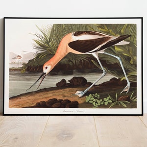 Stampe d'arte di uccelli vintage/Poster di uccelli/Stampa incorniciata/Arte di uccelli/Avocetta/Arte da parete di uccelli/Decorazione di uccelli per parete/Arte moderna/Stampe d'arte di uccelli