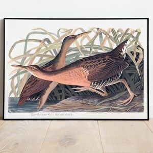 Impresiones de arte de aves vintage / Póster de aves / Impresión enmarcada / Arte de aves / Arte de pared de gallina / Arte de pared de aves / Decoración de aves para pared / Arte moderno / Impresiones de arte de aves
