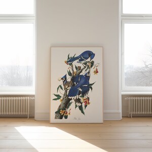 Impresiones de arte de aves vintage / Póster de aves / Impresión enmarcada / Arte de aves / Lienzo de arte / Arte de pared de aves / Decoración de aves para pared / Arte moderno / Impresiones de arte de aves