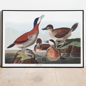 Impresiones de arte de aves vintage / Póster de aves / Impresión enmarcada / Arte de aves / Lienzo de arte / Arte de pared de aves / Decoración de aves para pared / Arte moderno / Impresiones de arte de aves