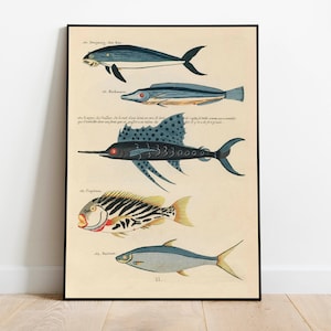 Fishes Poster Print| Sea Life Art| Animal Prints| Wall Prints| Canvas Art| Vintage Wall Art| Wall Poster| Framed Art Prints