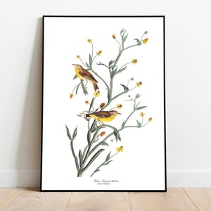 Impresiones de arte de aves vintage / Póster de aves / Impresión enmarcada / Arte de aves / Lienzo de arte / Arte de pared de aves / Decoración de aves para pared / Arte moderno / Impresiones de arte de aves