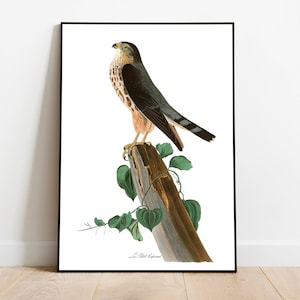 Impresiones de arte de aves vintage / Póster de aves / Impresión enmarcada / Arte de aves / Lienzo de arte / Arte de pared de aves / Decoración de aves para pared / Arte moderno / Impresiones de arte de aves