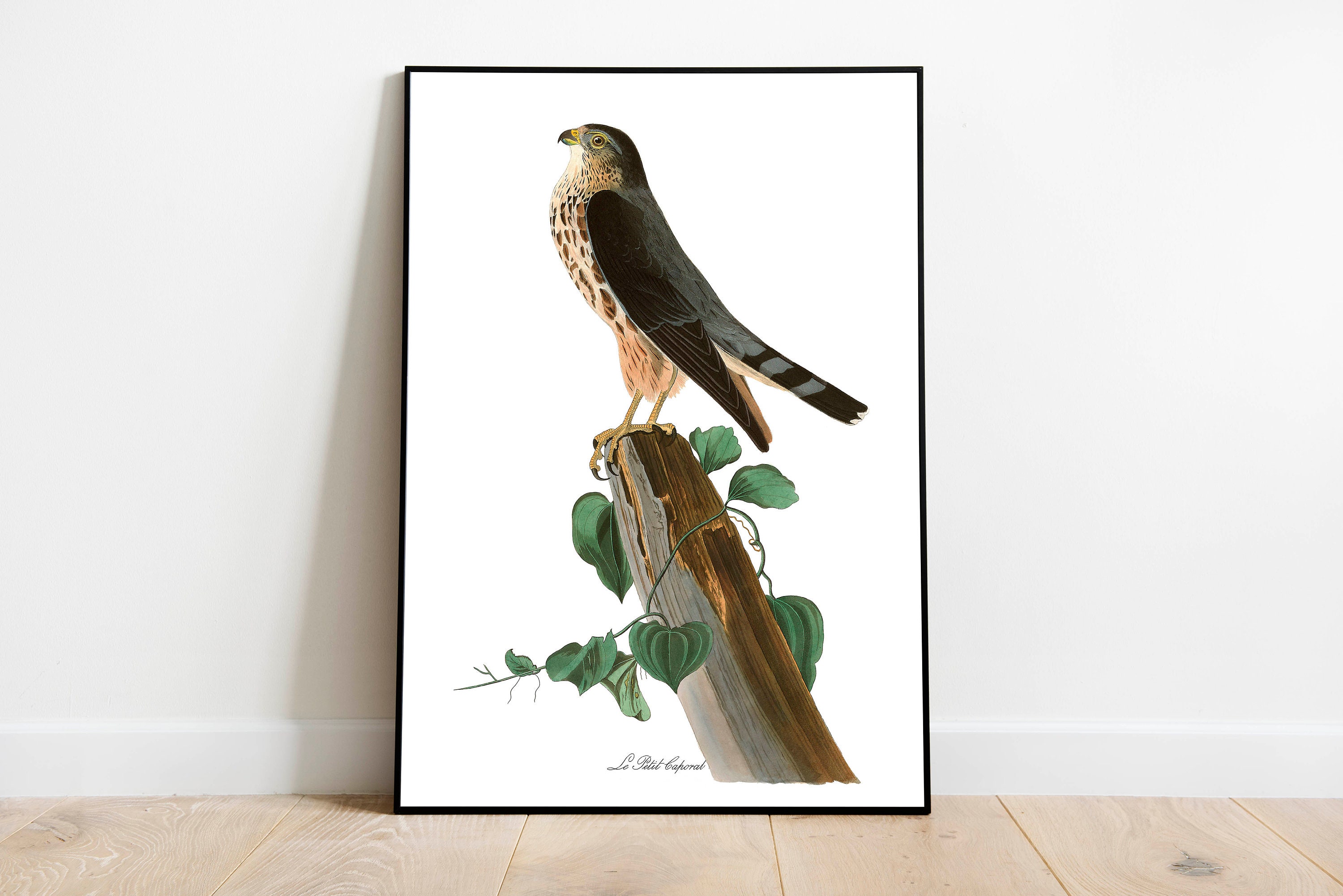 Vintage Bird Art Prints Bird Poster Framed Print Bird Art Etsy