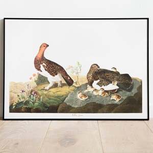 Stampe d'arte di uccelli vintage/Poster di uccelli/Stampa incorniciata/Arte di uccelli/Poster di grouse/Arte da parete di uccelli/Decorazione di uccelli per parete/Arte moderna/Stampe d'arte di uccelli