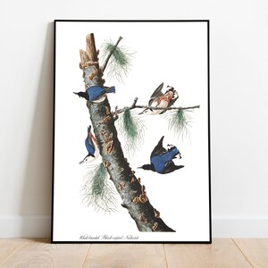 Impresiones de arte de aves vintage / Póster de aves / Impresión enmarcada / Arte de aves / Lienzo de arte / Arte de pared de aves / Decoración de aves para pared / Arte moderno / Impresiones de arte de aves