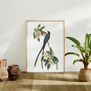 Stampe d'arte di uccelli vintage/Poster di uccelli/Stampa incorniciata/Arte di uccelli/Tela d'arte/Arte da parete di uccelli/Decorazione di uccelli per parete/Arte moderna/Stampe d'arte di uccelli