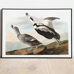 Impresiones de arte de aves vintage / Póster de aves / Impresión enmarcada / Arte de aves / Lienzo de arte / Arte de pared de aves / Decoración de aves para pared / Arte moderno / Impresiones de arte de aves
