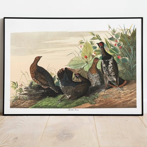 Impresiones de arte de aves vintage / Póster de aves / Impresión enmarcada / Arte de aves / Póster de urogallo / Arte de pared de aves / Decoración de aves para pared / Arte moderno / Impresiones de arte de aves