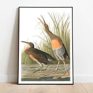 Stampe d'arte di uccelli vintage/Poster di uccelli/Stampa incorniciata/Arte di uccelli/Tela d'arte/Arte da parete di uccelli/Decorazione di uccelli per parete/Arte moderna/Stampe d'arte di uccelli
