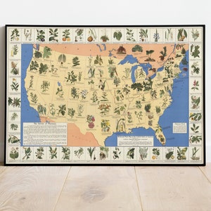 Heilpflanze Karte der Vereinigten Staaten von Amerika| Bebilderte Karte| 1900s USA Karte | Apotheke Karte| Drogenkarte| Apotheker Geschenk