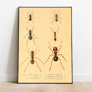 Ants Poster Print| Vintage Science Print| Animal Prints| Wall Prints| Canvas Art| Vintage Wall Art| Wall Poster| Framed Art Prints