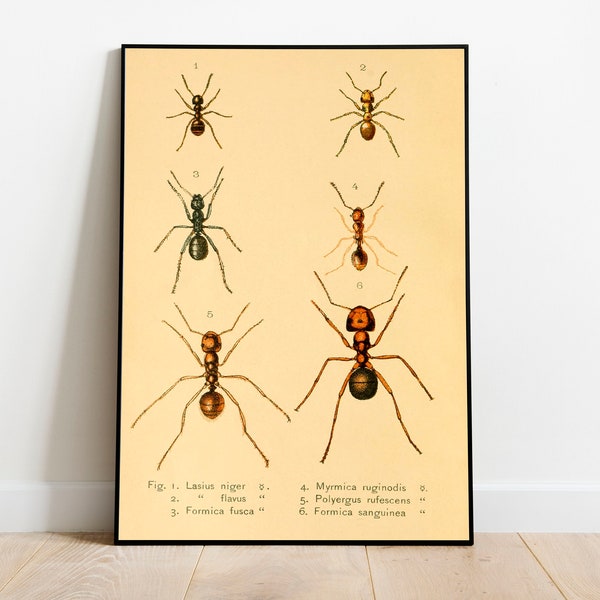 Ants Poster Print| Vintage Science Print| Animal Prints| Wall Prints| Canvas Art| Vintage Wall Art| Wall Poster| Framed Art Prints