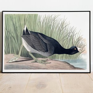 Stampe d'arte di uccelli vintage/Poster di uccelli/Stampa incorniciata/Arte di uccelli/Tela d'arte/Arte da parete di uccelli/Decorazione di uccelli per parete/Arte moderna/Stampe d'arte di uccelli
