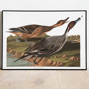 Impresiones de arte de aves vintage / Póster de aves / Impresión enmarcada / Arte de aves / Lienzo de arte / Arte de pared de aves / Decoración de aves para pared / Arte moderno / Impresiones de arte de aves
