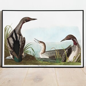 Impresiones de arte de aves vintage / Póster de aves / Impresión enmarcada / Arte de aves / Lienzo de arte / Arte de pared de aves / Decoración de aves para pared / Arte moderno / Impresiones de arte de aves