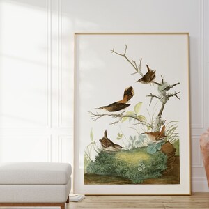 Impresiones de arte de aves vintage / Póster de aves / Impresión enmarcada / Arte de aves / Lienzo de arte / Arte de pared de aves / Decoración de aves para pared / Arte moderno / Impresiones de arte de aves