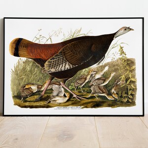 Stampe d'arte di uccelli vintage/Poster di uccelli/Stampa incorniciata/Arte di uccelli/Gallina americana/Arte da parete di uccelli/Decorazione di uccelli per parete/Arte moderna/Stampe d'arte di uccelli